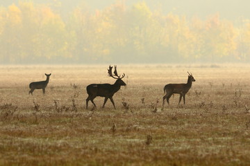 Fototapeta na wymiar fallow deer family in morning mist