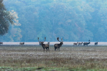 fallow deer stags at dawn