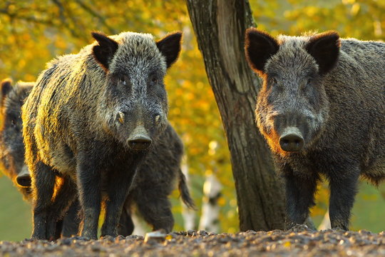 curious wild boars