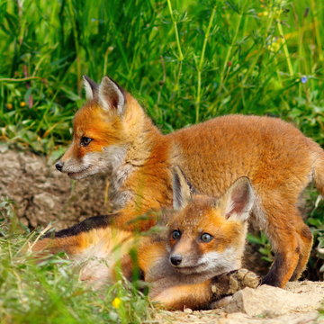 european wild fox youngster
