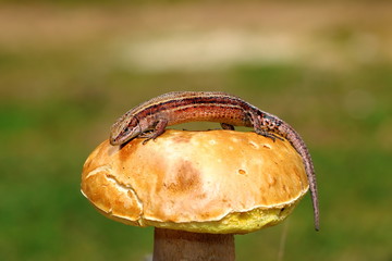 wall balkan lizard on mushroom