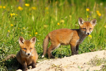 Obraz premium two fox cubs looking at the camera