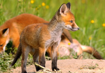 young european fox