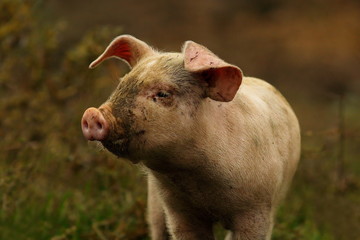 young pink pig portrait © taviphoto