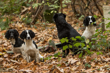 Obraz premium A day in the life of working dogs