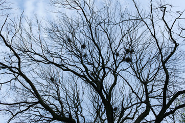 Trees with nests and no leaves on blue sky background.