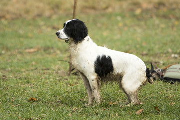 A day in the life of working dogs