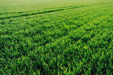 Vivid vibrant green grass (wheat) field closeup perspective view