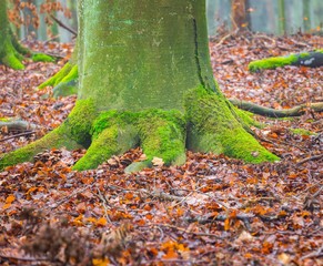Tree trunk covered by green moss