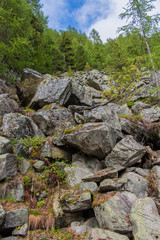 Fototapeta premium Rocks and trees on Italian Alps