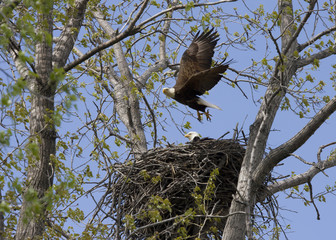 Eagle flying from nest