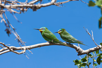 A pair of green bee-eaters (Merops superciliosus), Uzbekistan