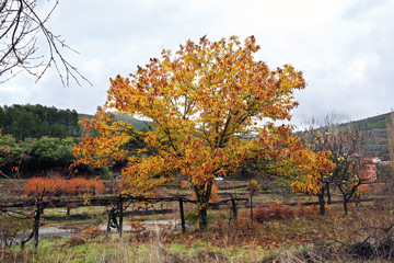 Castaño con hojas otoñales, Sauceda, Hurdes, España