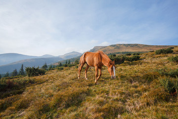 Fototapeta na wymiar Red horse grazing in the meadow on a background of mountains. Ca