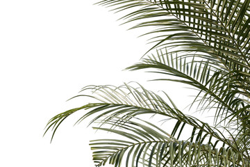 Fototapeta na wymiar green leaf of palm,palm in garden or pak,palm is tall,palm make oxygen