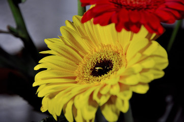 Gerbera gialla