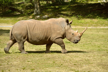 Obraz premium Rhinoceros