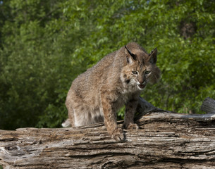 Bobcat Watching Prey