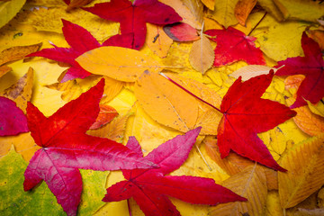 Naklejka na ściany i meble Autumn Leaves Background. Leaves tree maple