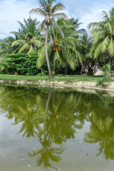 Fototapeta na wymiar tropical palms with reflections on water