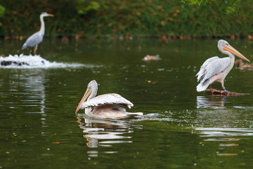 Naklejka na ściany i meble White Pelican. group of pelicans in the pond