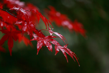 雨に濡れたもみじ