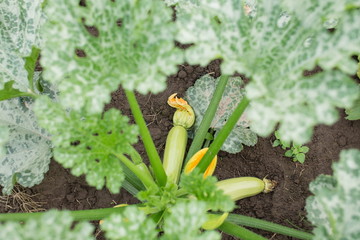 Small zucchini on a plant at a local farm