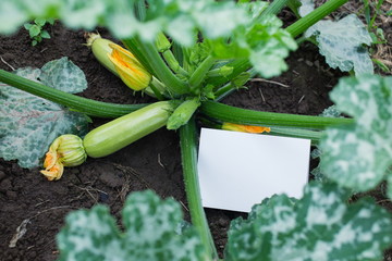 Small green zucchini with a name tag