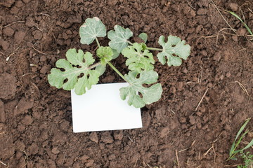 Watermelon plant with a name tag