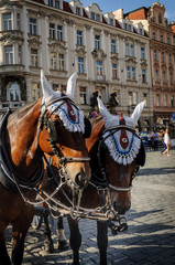 Fototapeta na wymiar Caballos para paseo en Old Square en Praga