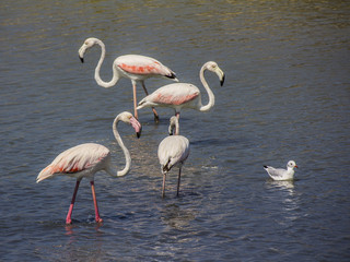 Obraz premium Flamingos #2