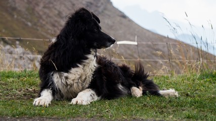 Dog in Dolomites