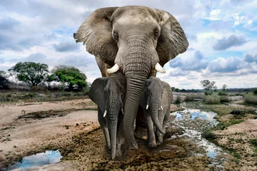 Foto op Plexiglas Olifant Wilde afbeeldingen van Afrikaanse olifanten in Afrika