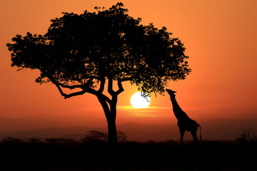 Naklejka premium Duże żyrafy Republiki Południowej Afryki o zachodzie słońca w Afryce