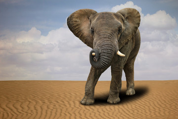 Fototapeta na wymiar Lone African Elephant Outdoors in Daylight
