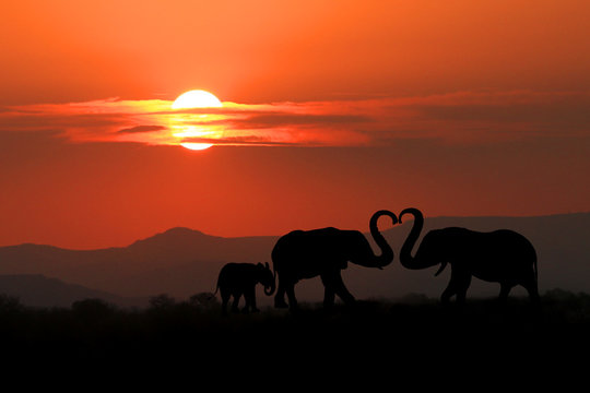 Beautiful Silhouette of African Elephants at Sunset