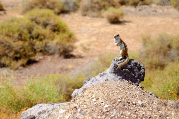 Cute brown squirrel on the rock.