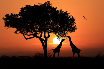 Large South African Giraffes at Sunset in Africa