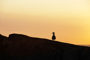 Sunset sitting seagull