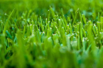 Fresh cut of lawn grass in the early morning with sunshine