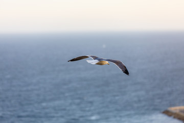 Fototapeta na wymiar Seagull flying on sky background with clouds