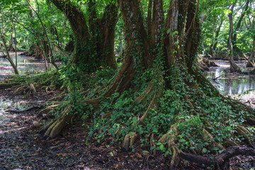 rainforest with big trees from tropical place