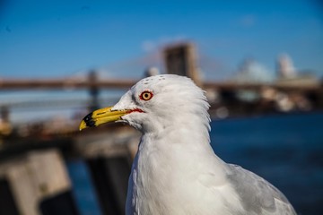 Seagull in New York City