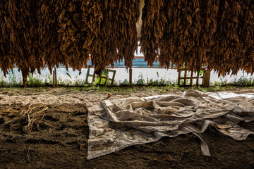 SAN MARTINO VALLE CAUDINA (ITALY) - The tobacco is dried naturally in the air in buildings open to facilitate the ventilation, equipped with a roof to protect the leaves from the rays of the sun