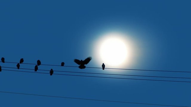 Bird Lands On Wire In Front Of Sun