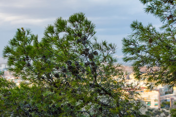 Big pine branch with Shiki on the background of the valley