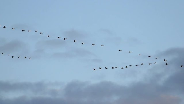 Flock of Graceful Canadian Geese Flying in Slow Motion.
