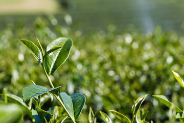 Green tea plant