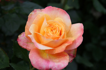 バラ　シュベールバルク