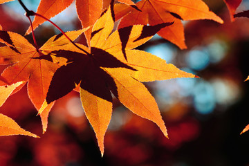 楓の紅葉